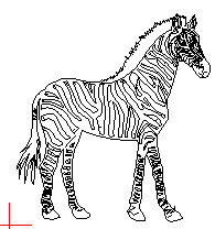 zebra